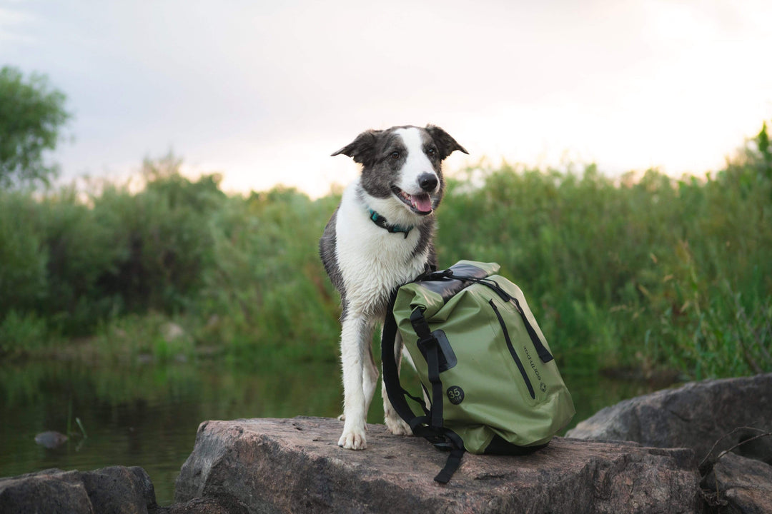 Celebrating #NationalDogDay: Our Favorite Adventure Dogs