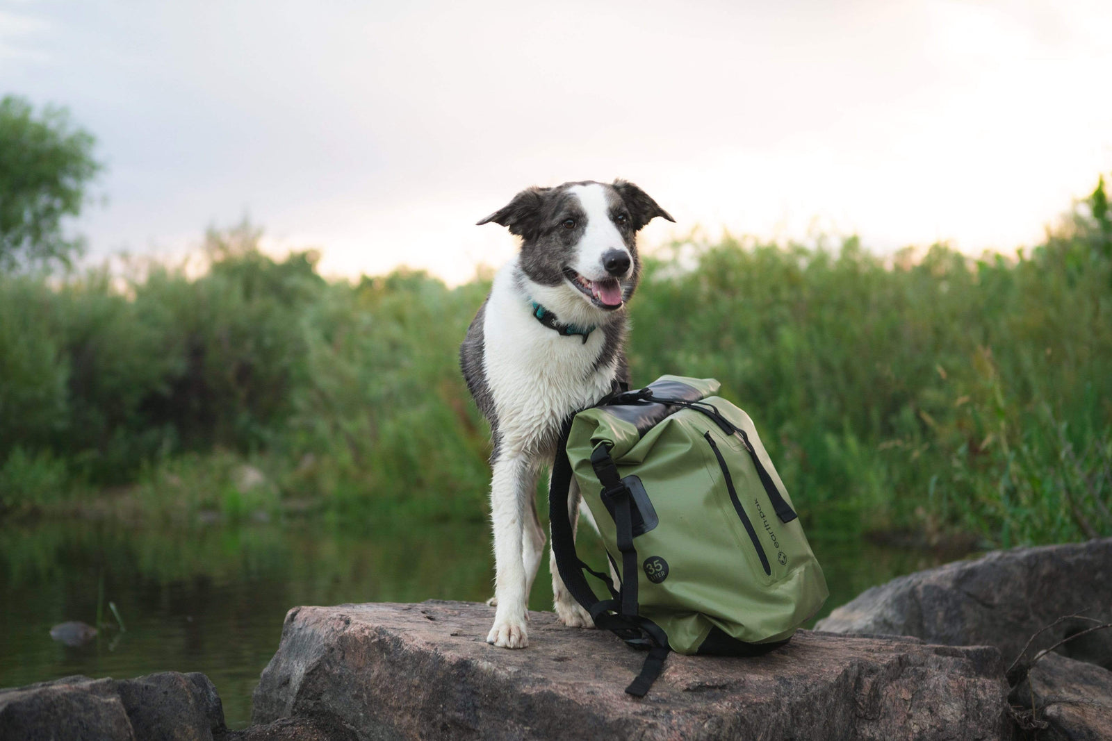 Celebrating #NationalDogDay: Our Favorite Adventure Dogs
